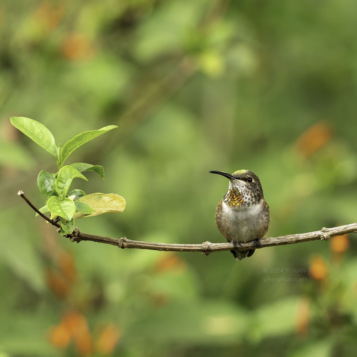 allen's- hummingbird-1